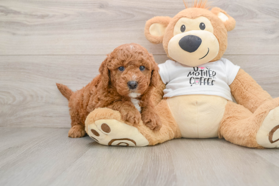 Best Mini Goldendoodle Baby