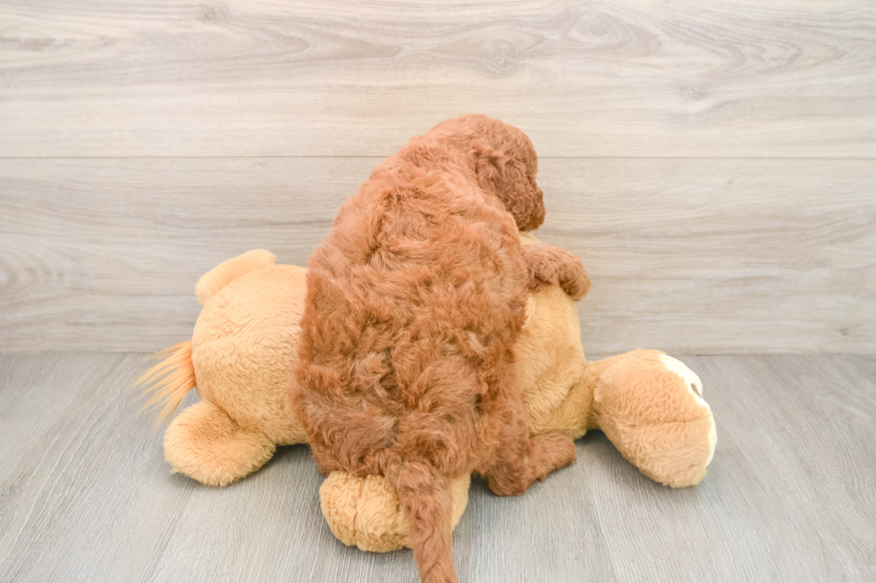 Funny Mini Goldendoodle Poodle Mix Pup