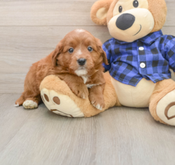 6 week old Mini Goldendoodle Puppy For Sale - Windy City Pups