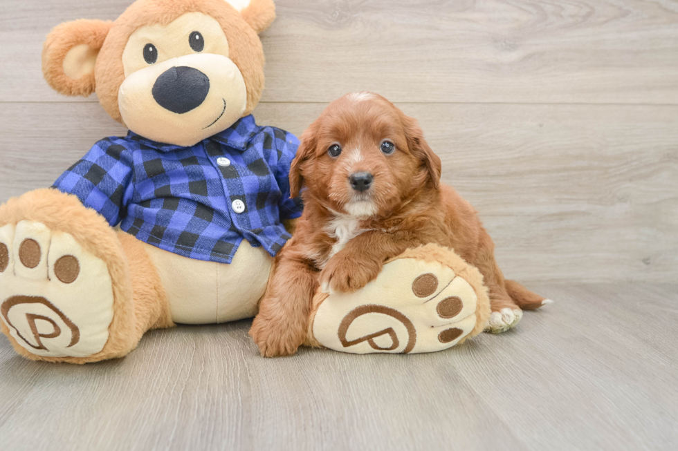 Mini Goldendoodle Pup Being Cute