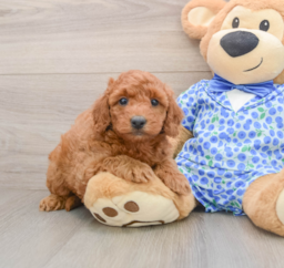 8 week old Mini Goldendoodle Puppy For Sale - Windy City Pups