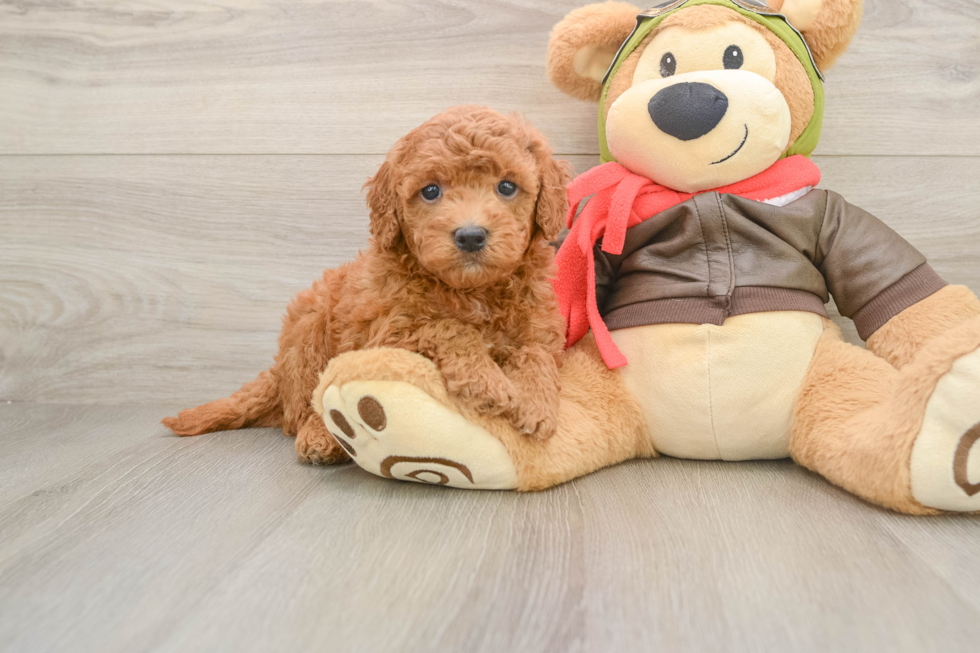 Fluffy Mini Goldendoodle Poodle Mix Pup