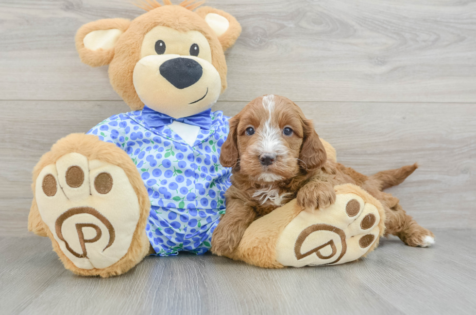 7 week old Mini Goldendoodle Puppy For Sale - Windy City Pups