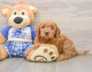 6 week old Mini Goldendoodle Puppy For Sale - Windy City Pups
