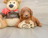7 week old Mini Goldendoodle Puppy For Sale - Windy City Pups