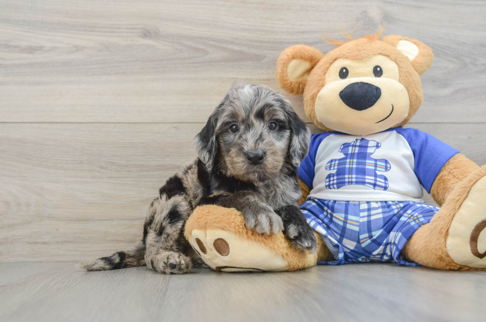 6 week old Mini Goldendoodle Puppy For Sale - Windy City Pups