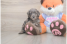 Funny Mini Goldendoodle Poodle Mix Pup