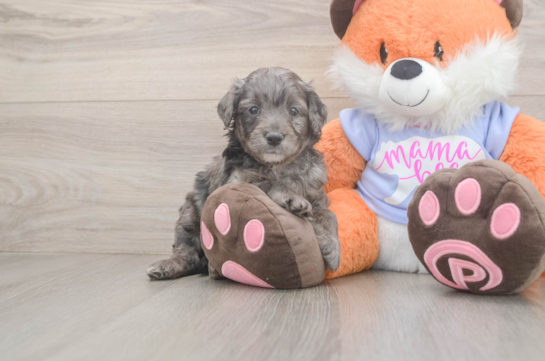 Funny Mini Goldendoodle Poodle Mix Pup