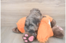 Friendly Mini Goldendoodle Baby