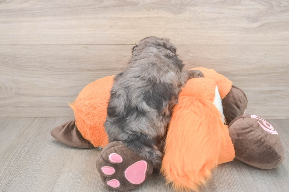Friendly Mini Goldendoodle Baby