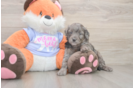 Mini Goldendoodle Pup Being Cute