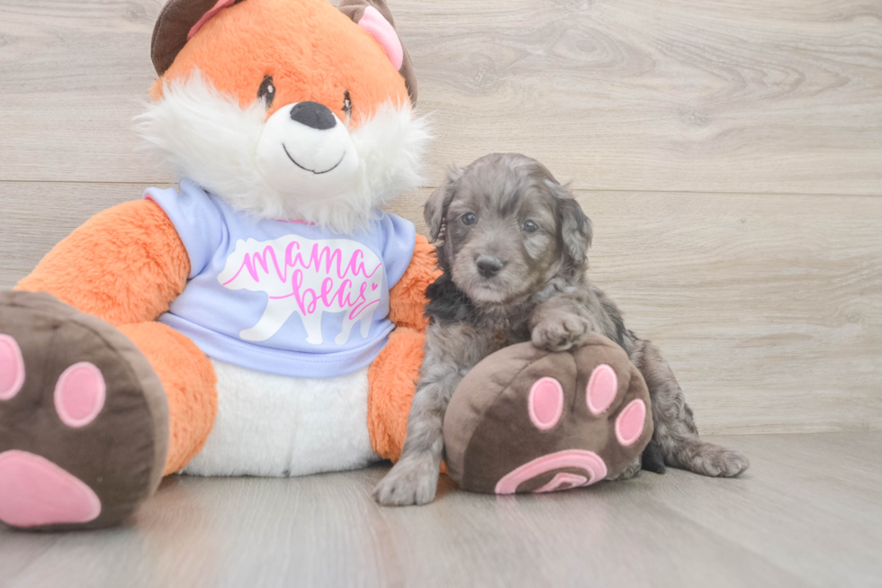 Mini Goldendoodle Pup Being Cute