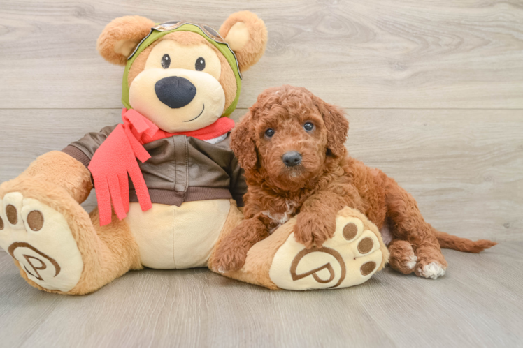 Mini Goldendoodle Pup Being Cute