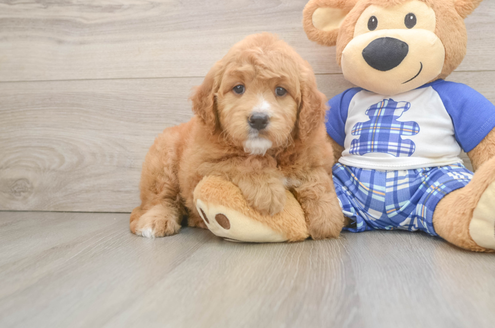 7 week old Mini Goldendoodle Puppy For Sale - Windy City Pups