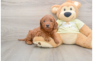 Happy Mini Goldendoodle Baby