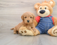 6 week old Mini Goldendoodle Puppy For Sale - Windy City Pups