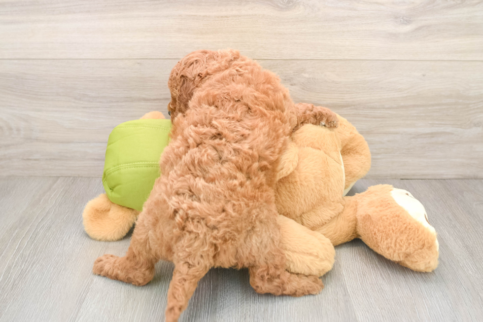 Best Mini Goldendoodle Baby