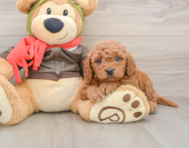 6 week old Mini Goldendoodle Puppy For Sale - Windy City Pups