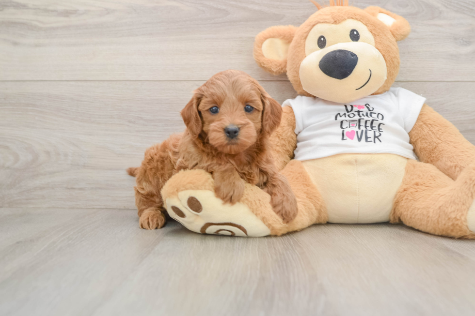 Hypoallergenic Mini Goldiepoo Poodle Mix Puppy