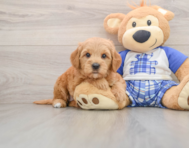 6 week old Mini Goldendoodle Puppy For Sale - Windy City Pups