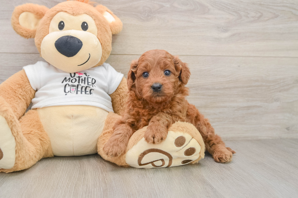 Mini Goldendoodle Puppy for Adoption