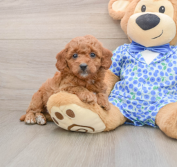 8 week old Mini Goldendoodle Puppy For Sale - Windy City Pups