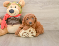 7 week old Mini Goldendoodle Puppy For Sale - Windy City Pups