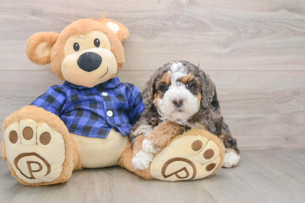 Mini Goldendoodle Pup Being Cute