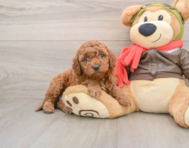 6 week old Mini Goldendoodle Puppy For Sale - Windy City Pups