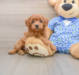 8 week old Mini Goldendoodle Puppy For Sale - Windy City Pups