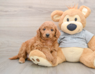 7 week old Mini Goldendoodle Puppy For Sale - Windy City Pups