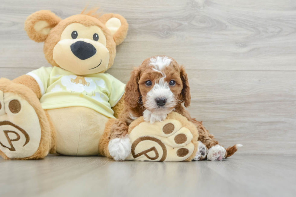 Playful Mini Groodle Poodle Mix Puppy