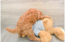 Mini Goldendoodle Puppy for Adoption