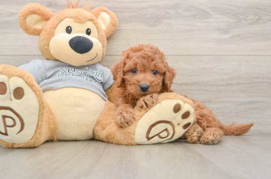 Small Mini Goldendoodle Baby