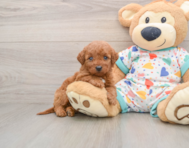 5 week old Mini Goldendoodle Puppy For Sale - Windy City Pups