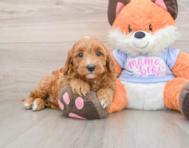 6 week old Mini Goldendoodle Puppy For Sale - Windy City Pups