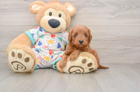 Best Mini Goldendoodle Baby