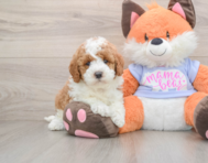 5 week old Mini Goldendoodle Puppy For Sale - Windy City Pups