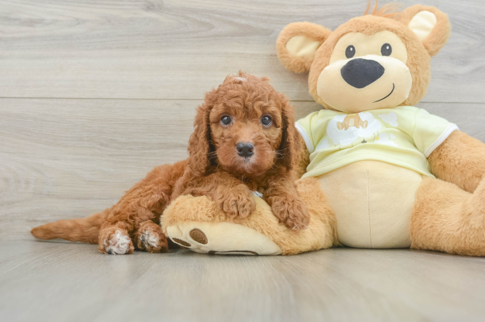 6 week old Mini Goldendoodle Puppy For Sale - Windy City Pups