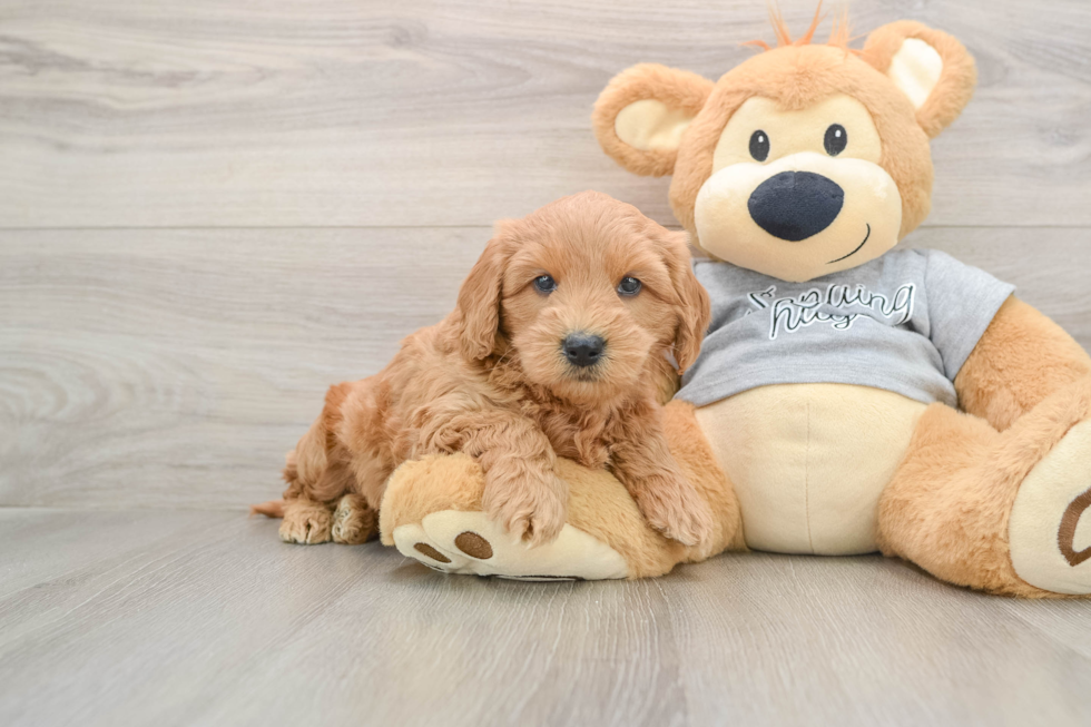 Mini Goldendoodle Pup Being Cute