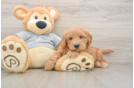Mini Goldendoodle Puppy for Adoption