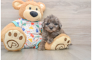 Petite Mini Goldendoodle Poodle Mix Pup