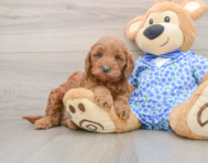 8 week old Mini Goldendoodle Puppy For Sale - Windy City Pups