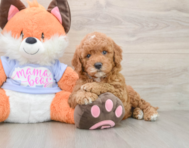 6 week old Mini Goldendoodle Puppy For Sale - Windy City Pups