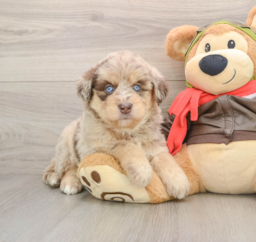 6 week old Mini Huskydoodle Puppy For Sale - Windy City Pups