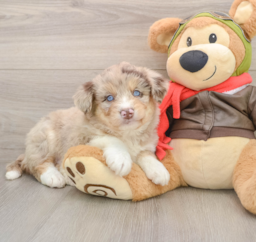 6 week old Mini Huskydoodle Puppy For Sale - Windy City Pups