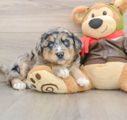 6 week old Mini Huskydoodle Puppy For Sale - Windy City Pups