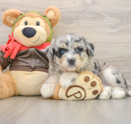 6 week old Mini Huskydoodle Puppy For Sale - Windy City Pups