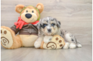 Cute Huskypoo Poodle Mix Puppy