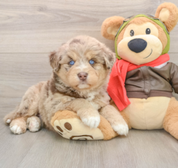 6 week old Mini Huskydoodle Puppy For Sale - Windy City Pups